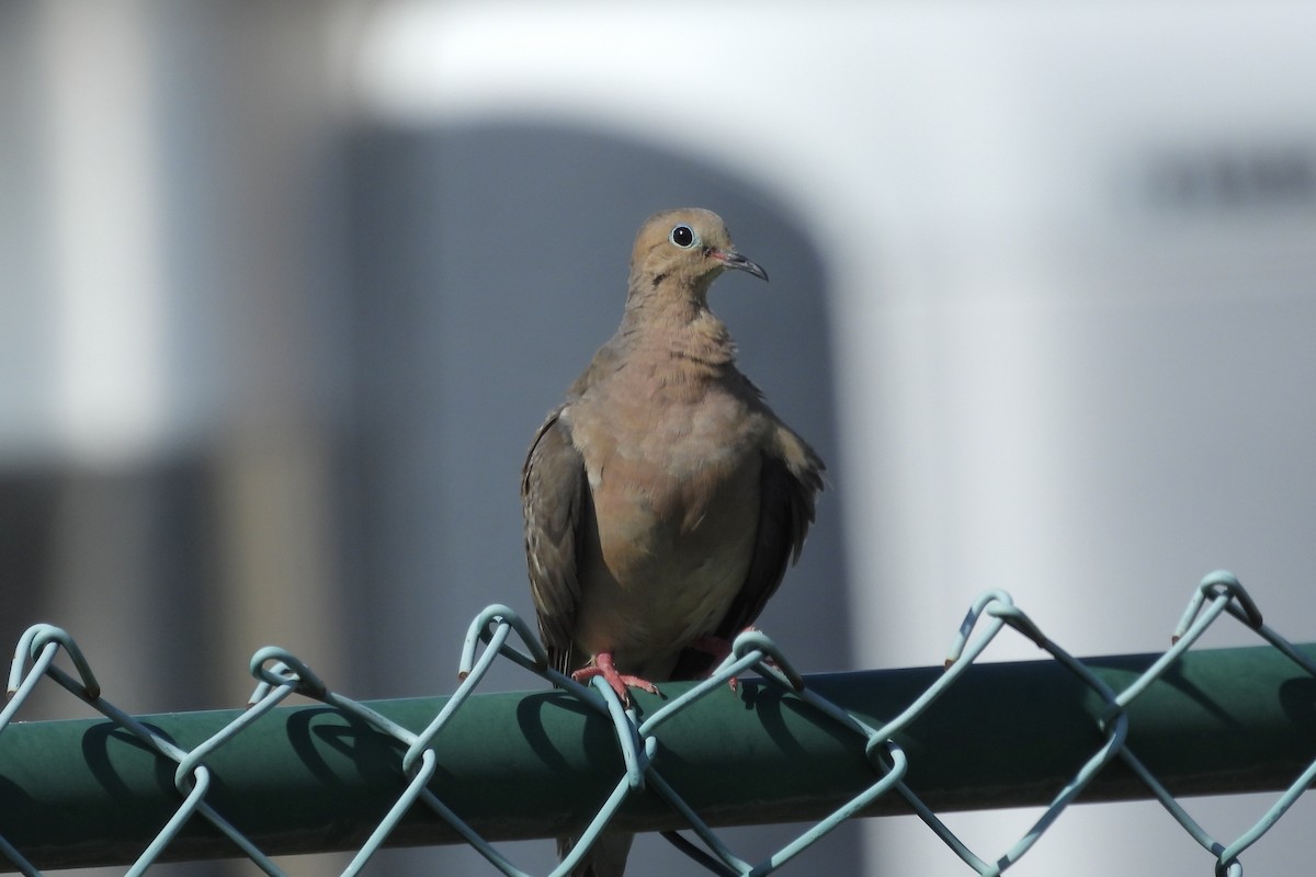 Mourning Dove - ML622497473