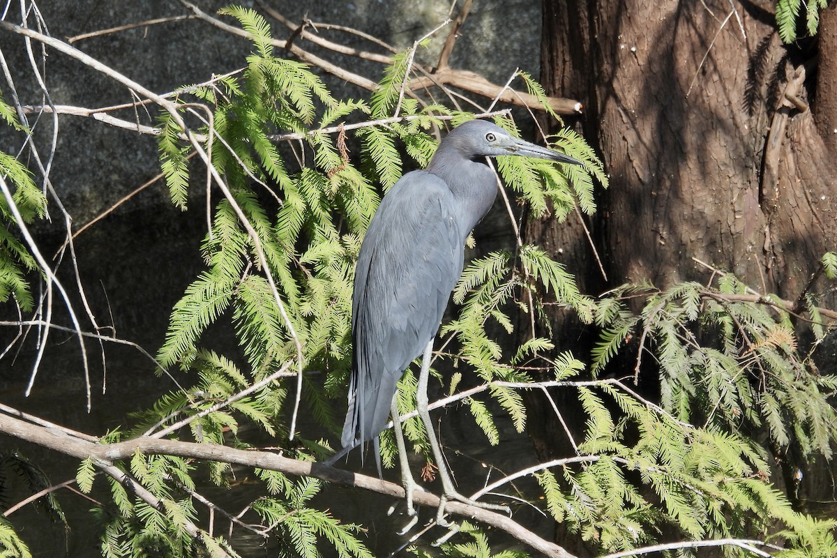 Little Blue Heron - ML622497476