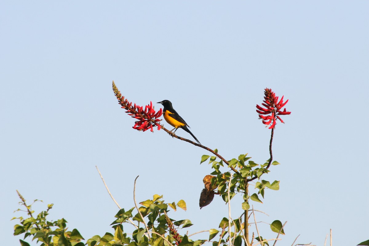 Black-vented Oriole - Noreen Baker