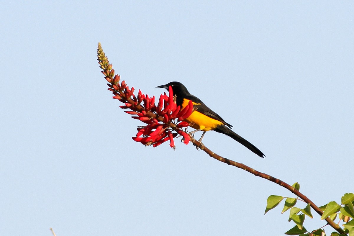 Black-vented Oriole - ML622497483