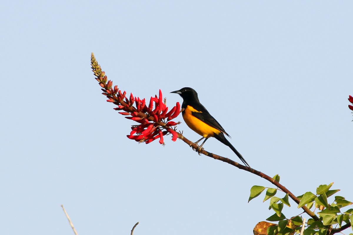 Black-vented Oriole - ML622497484