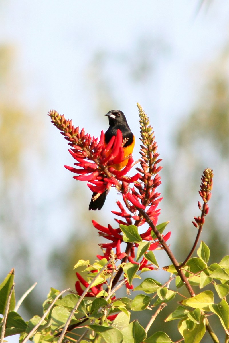 Black-vented Oriole - ML622497485