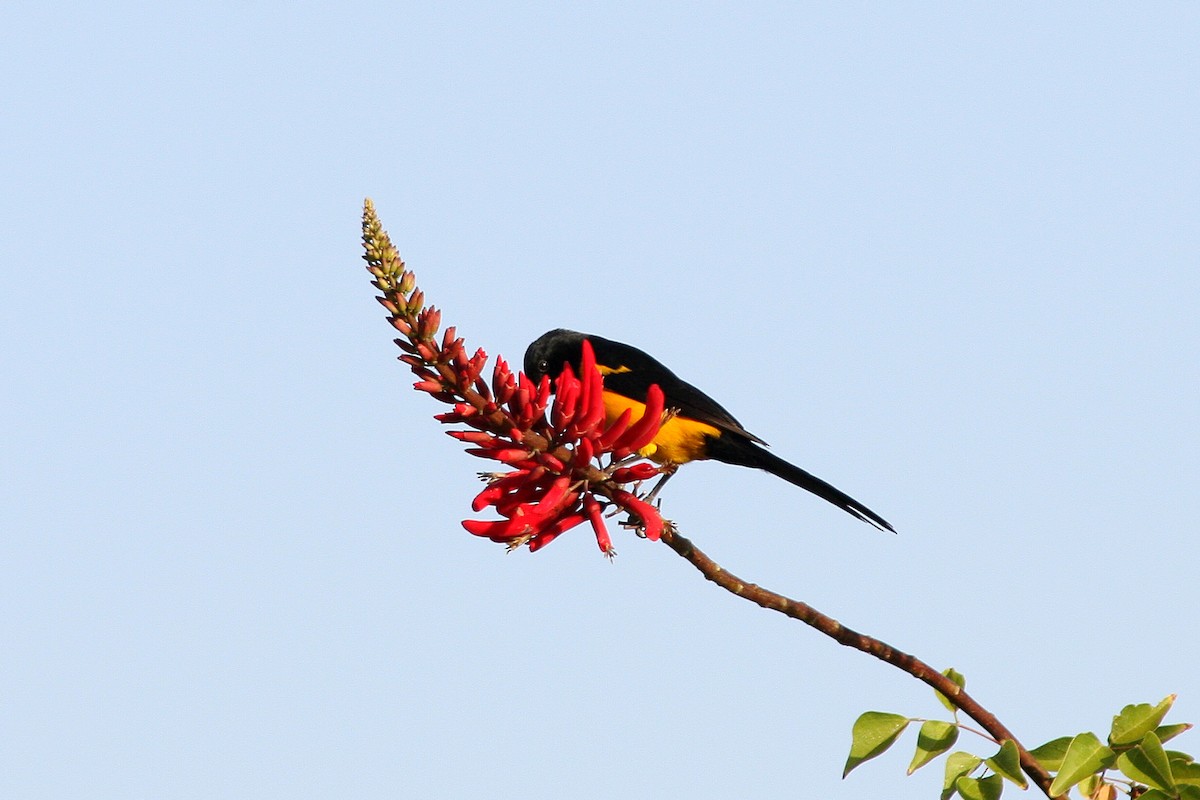 Black-vented Oriole - ML622497486