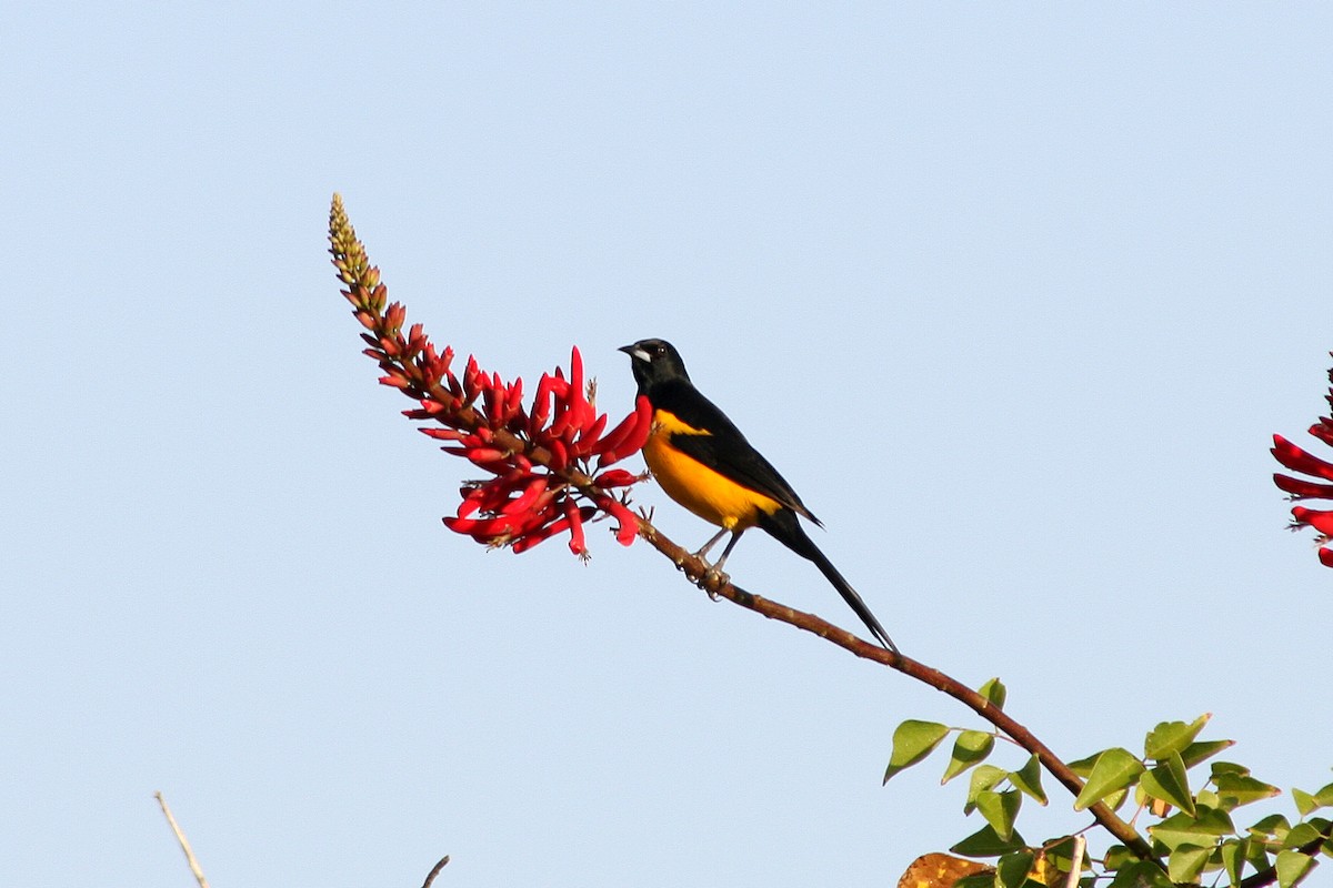 Black-vented Oriole - Noreen Baker