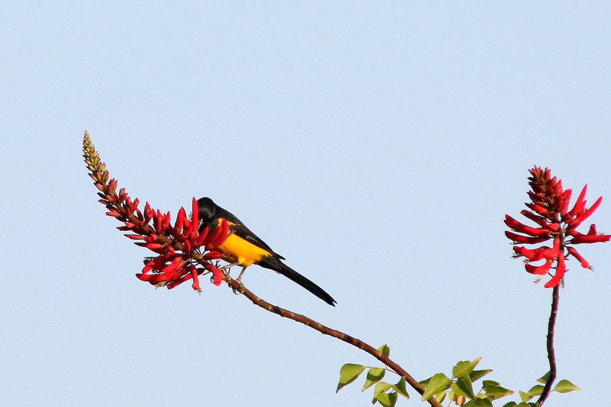 Black-vented Oriole - ML622497488