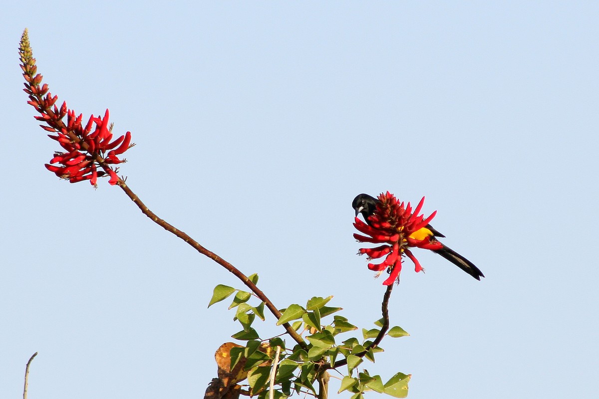 Black-vented Oriole - ML622497489