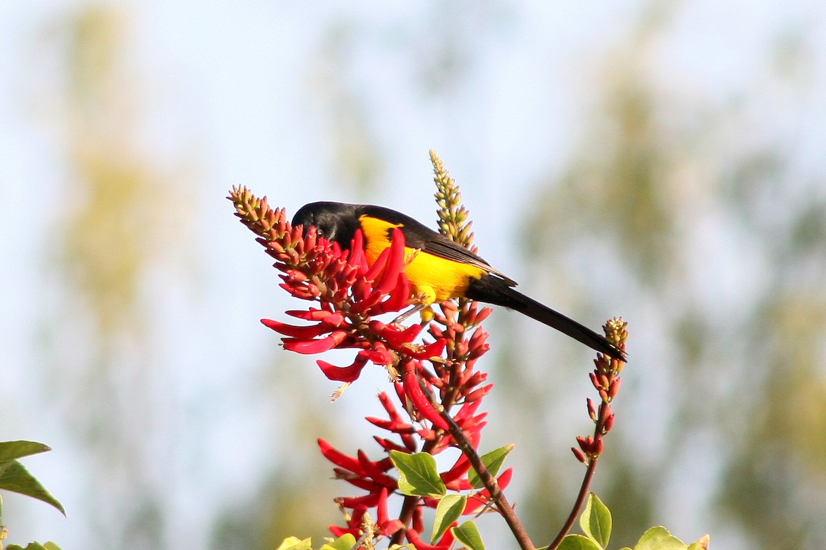 Black-vented Oriole - ML622497490