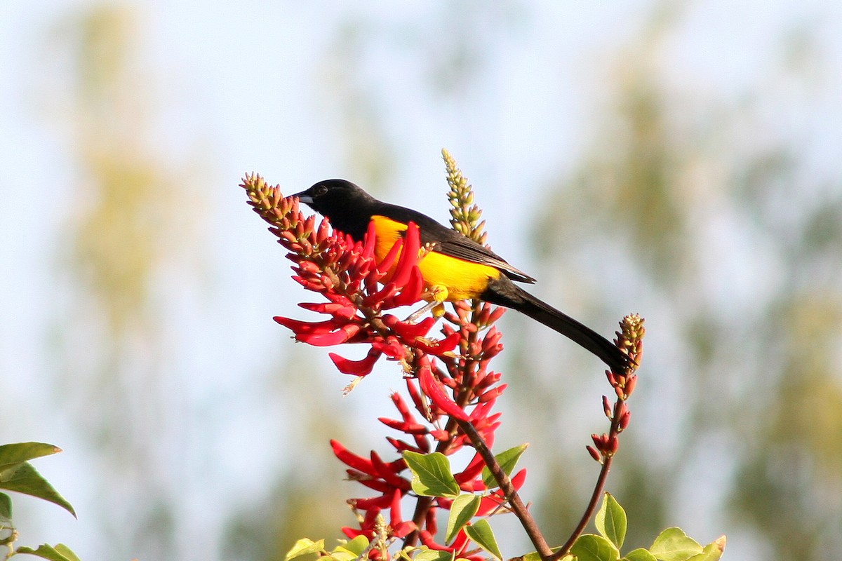 Black-vented Oriole - ML622497491