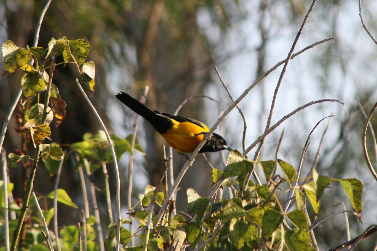 Black-vented Oriole - ML622497492