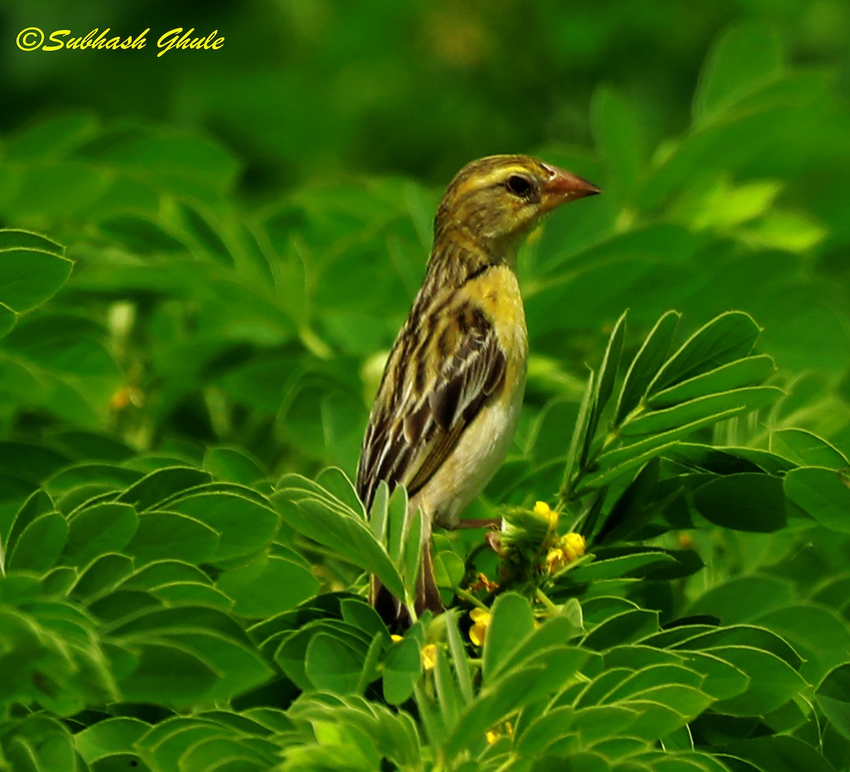 Baya Weaver - ML622497575