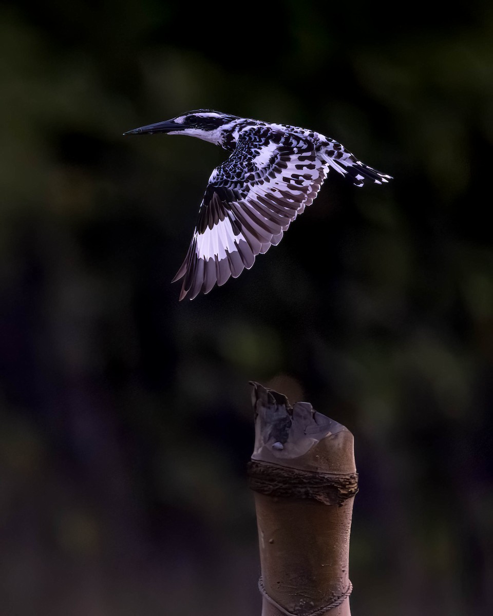 Pied Kingfisher - ML622497584
