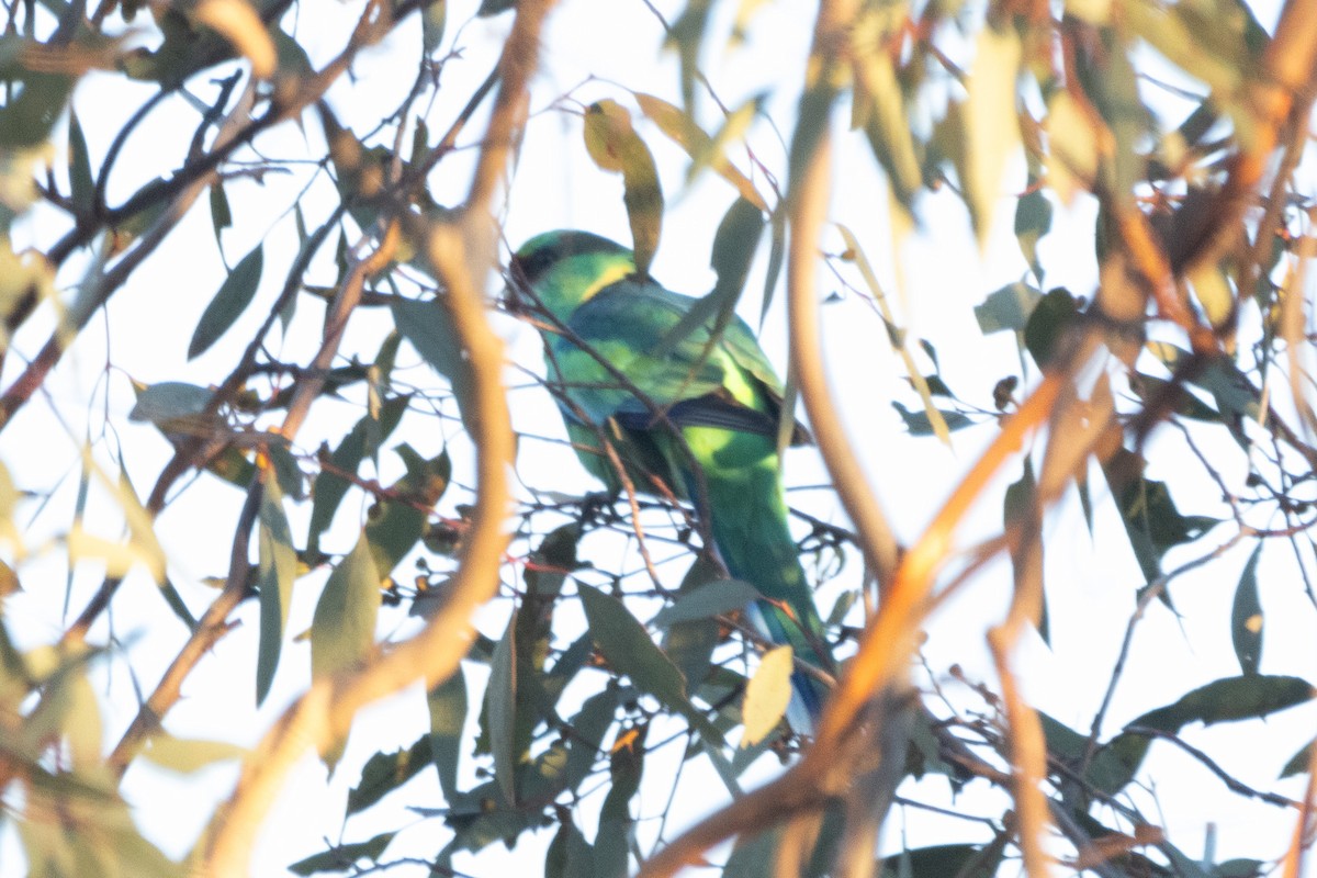 Australian Ringneck - ML622497601