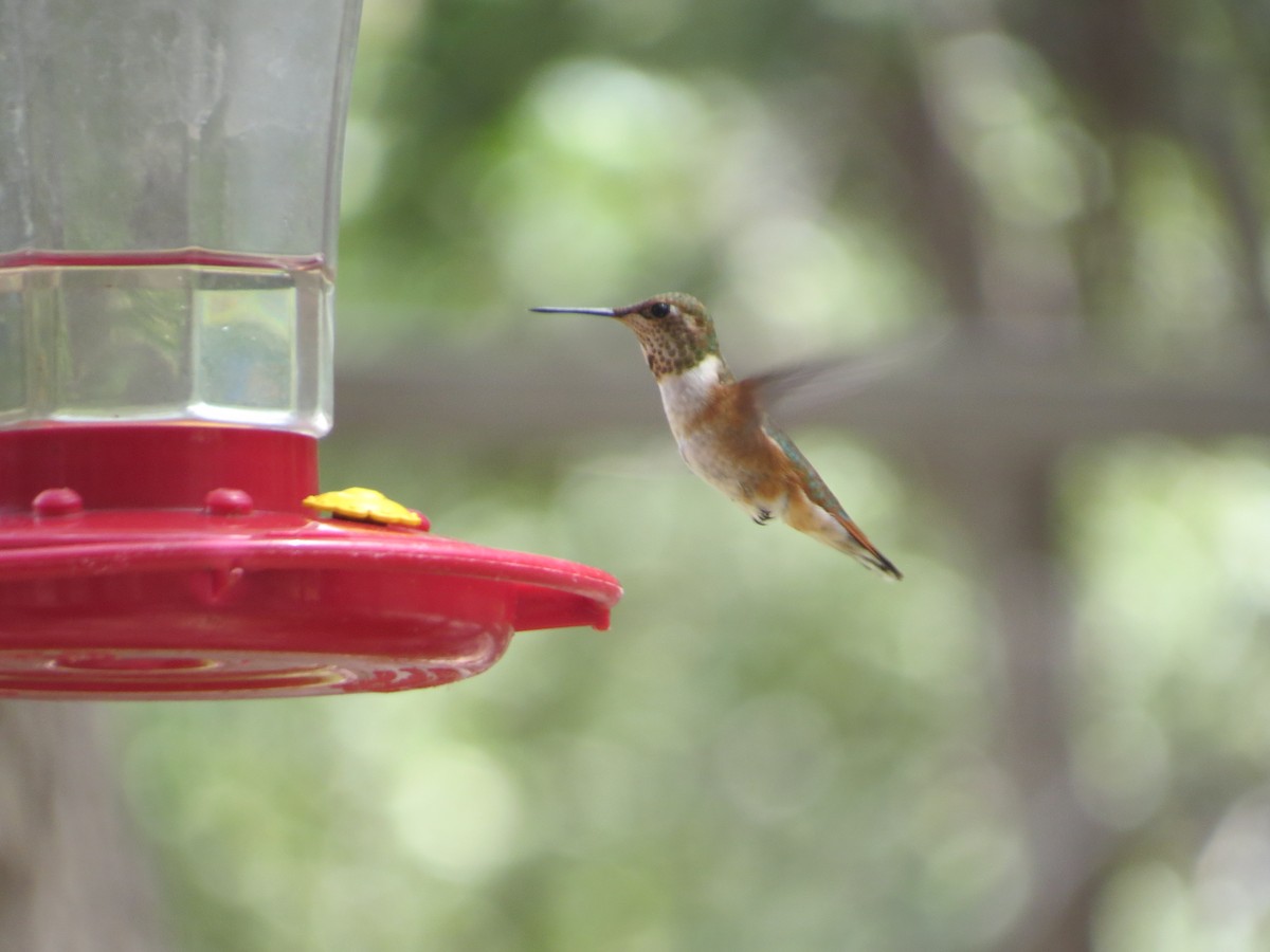 Rufous/Allen's Hummingbird - ML622497622