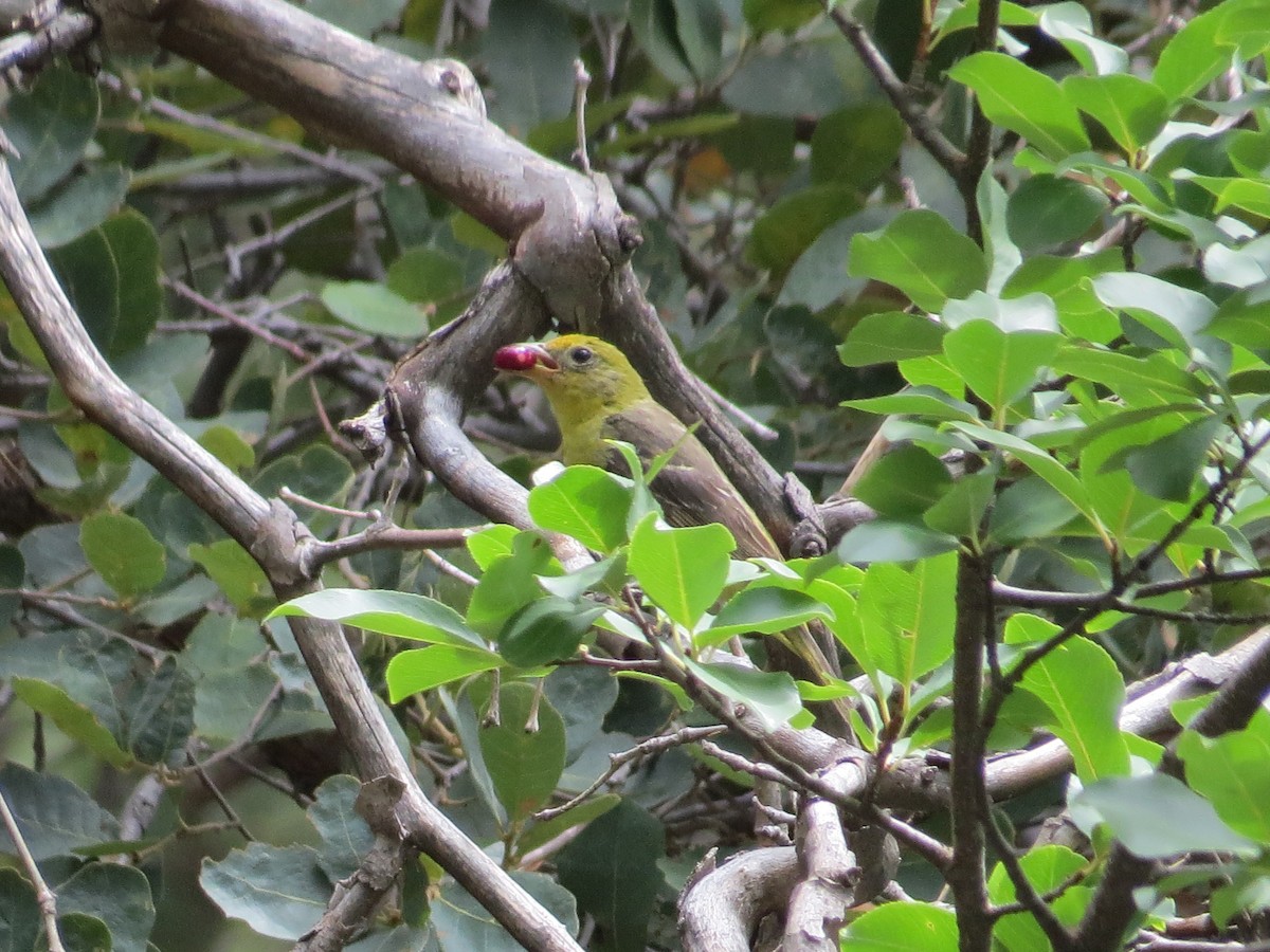 Western Tanager - ML622497638