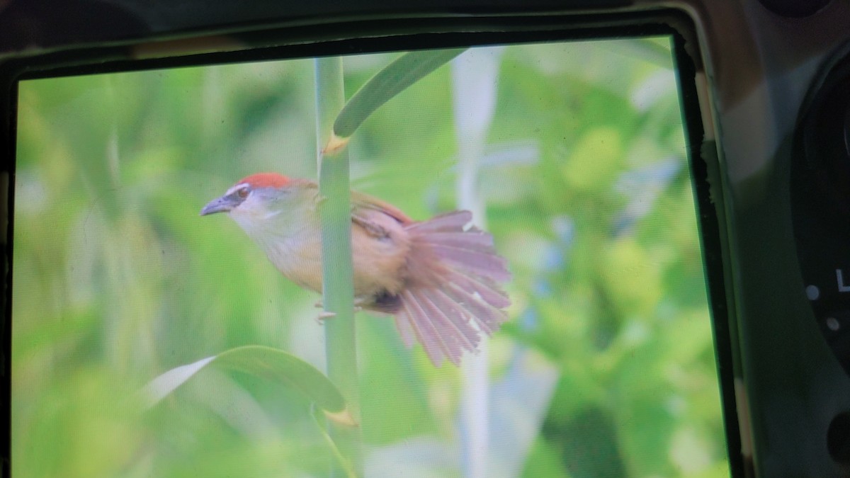 Chestnut-capped Babbler - ML622497659