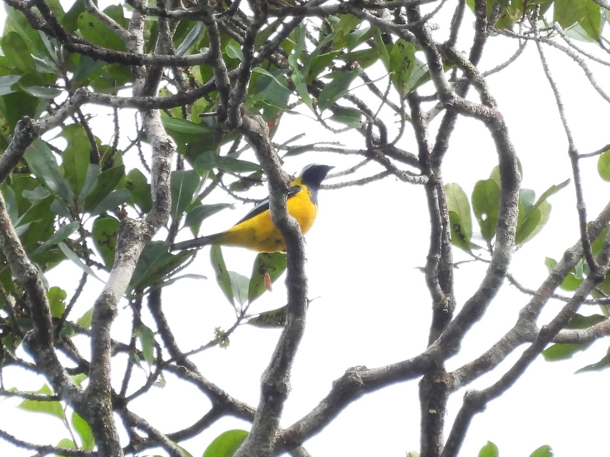 Golden Cuckooshrike - ML622497781