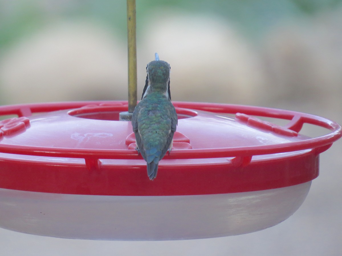 Lucifer Hummingbird - Bill Rowe