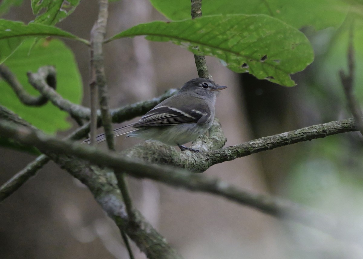 Gray-breasted Flycatcher - Micah Riegner