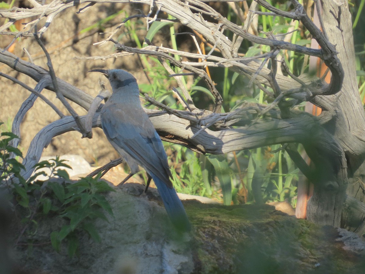 Mexican Jay - ML622497812