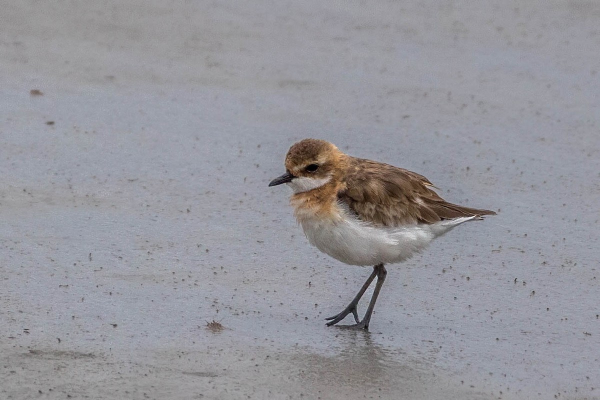 Tibetan Sand-Plover - ML622497816