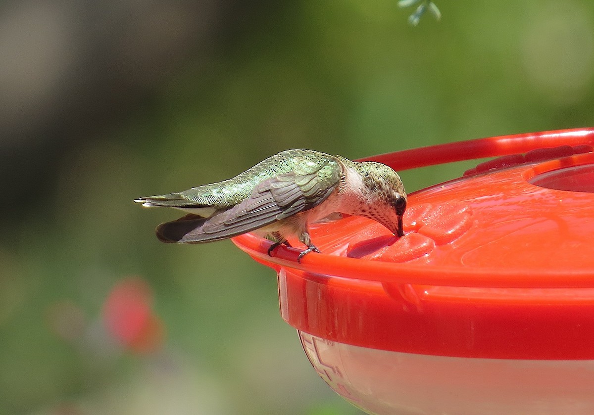 Black-chinned Hummingbird - ML622497881