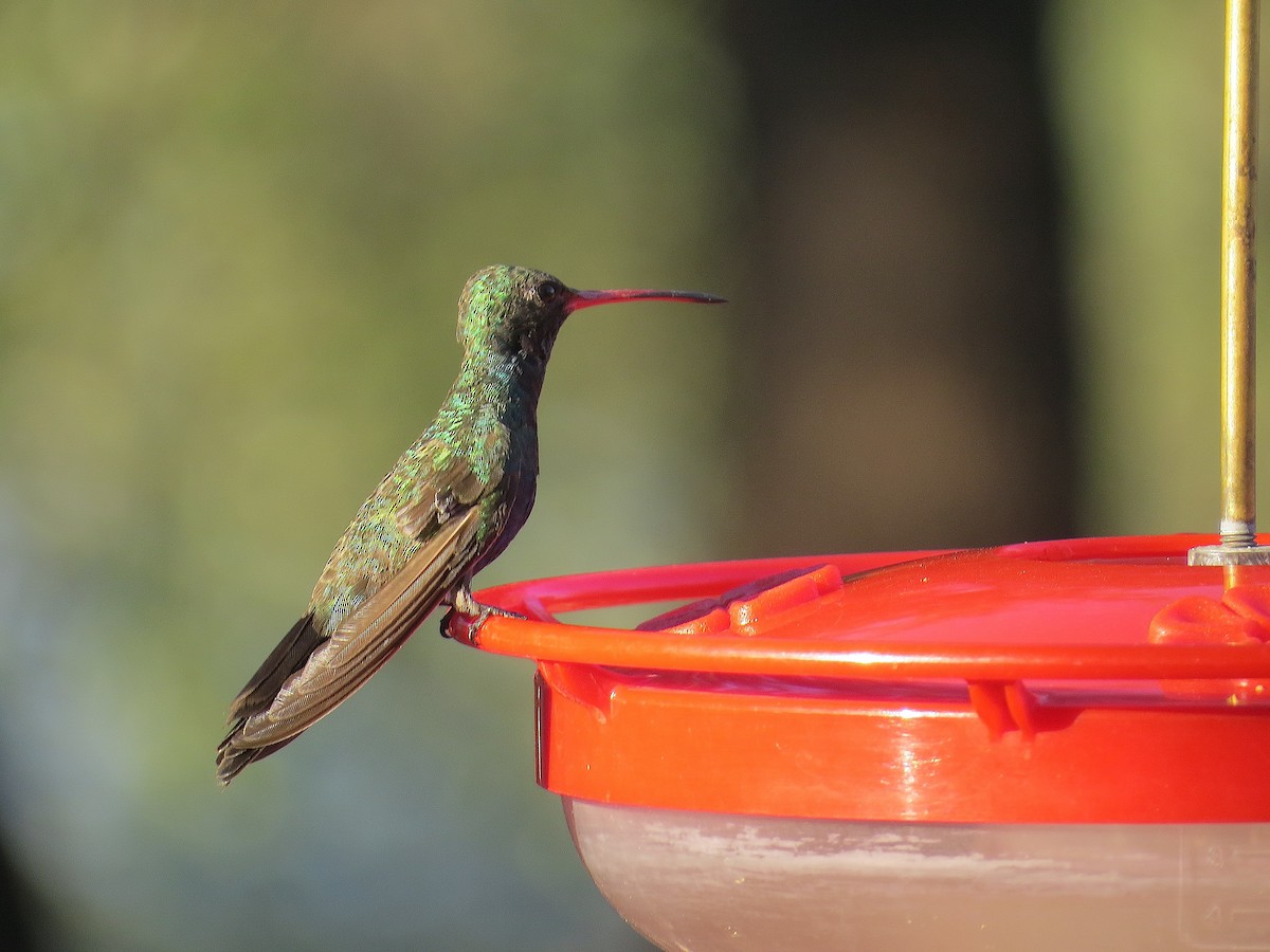 Broad-billed Hummingbird - ML622497915