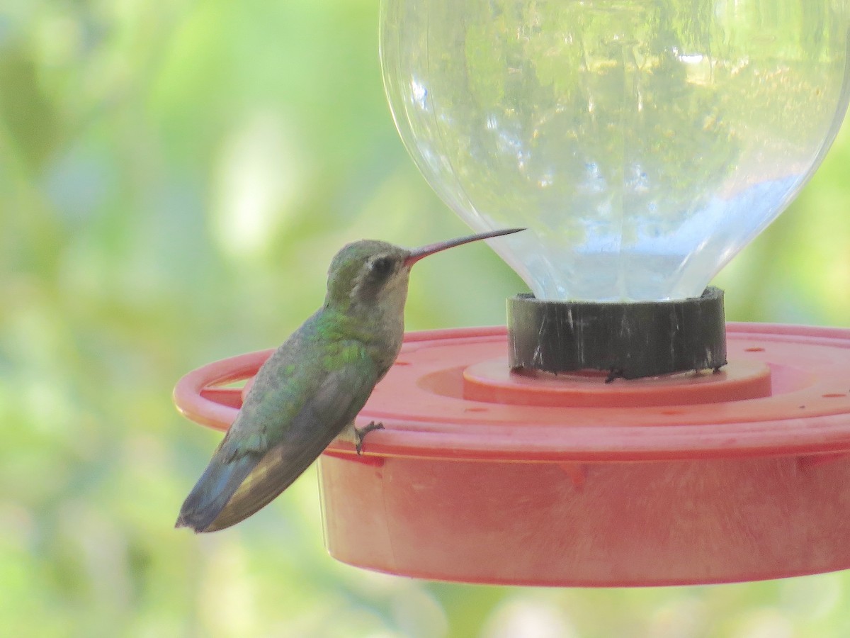 Broad-billed Hummingbird - ML622497928