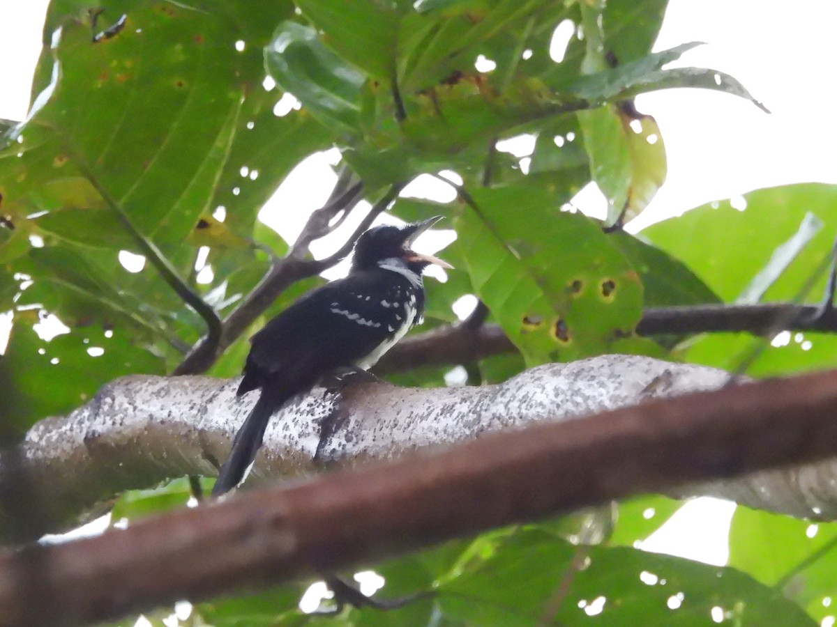 White-bellied Thicket-Fantail - ML622497974