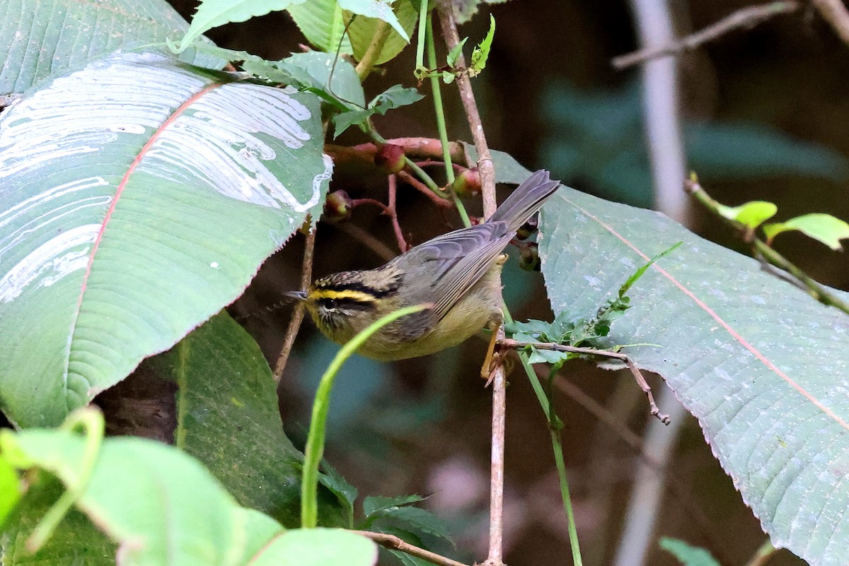 Yellow-throated Fulvetta - ML622497979