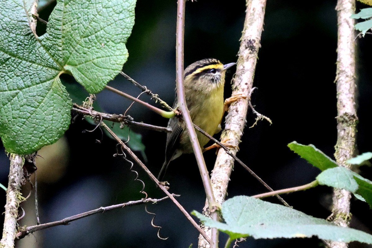 Yellow-throated Fulvetta - ML622497980