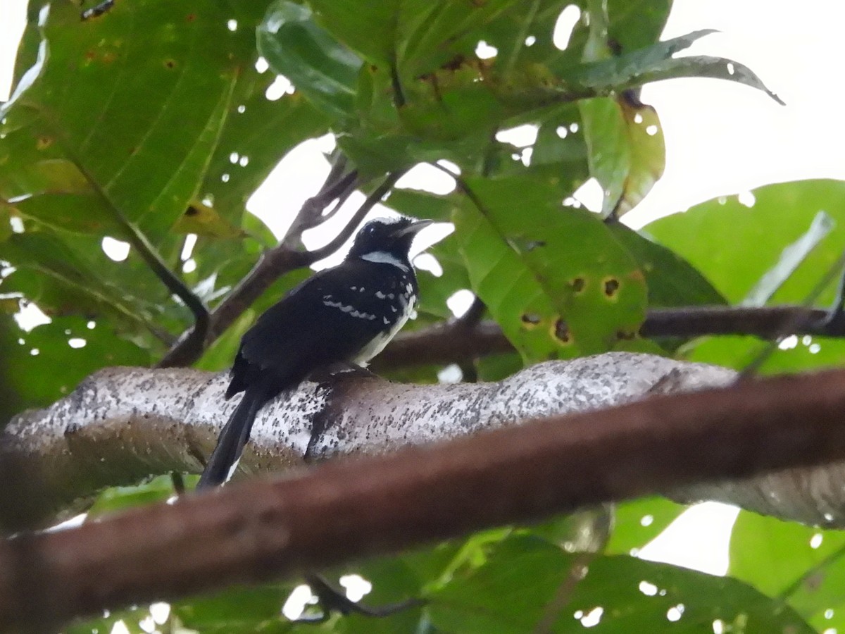 White-bellied Thicket-Fantail - ML622497988