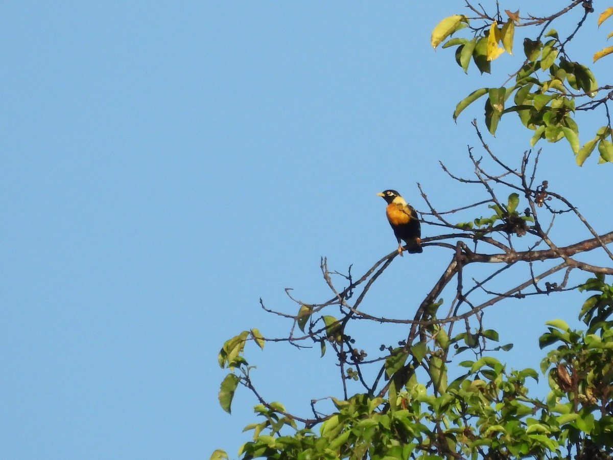 Golden Myna - ML622498061