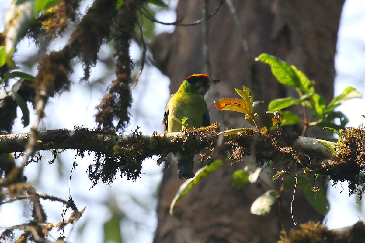 barbet žlutohrdlý - ML622498074