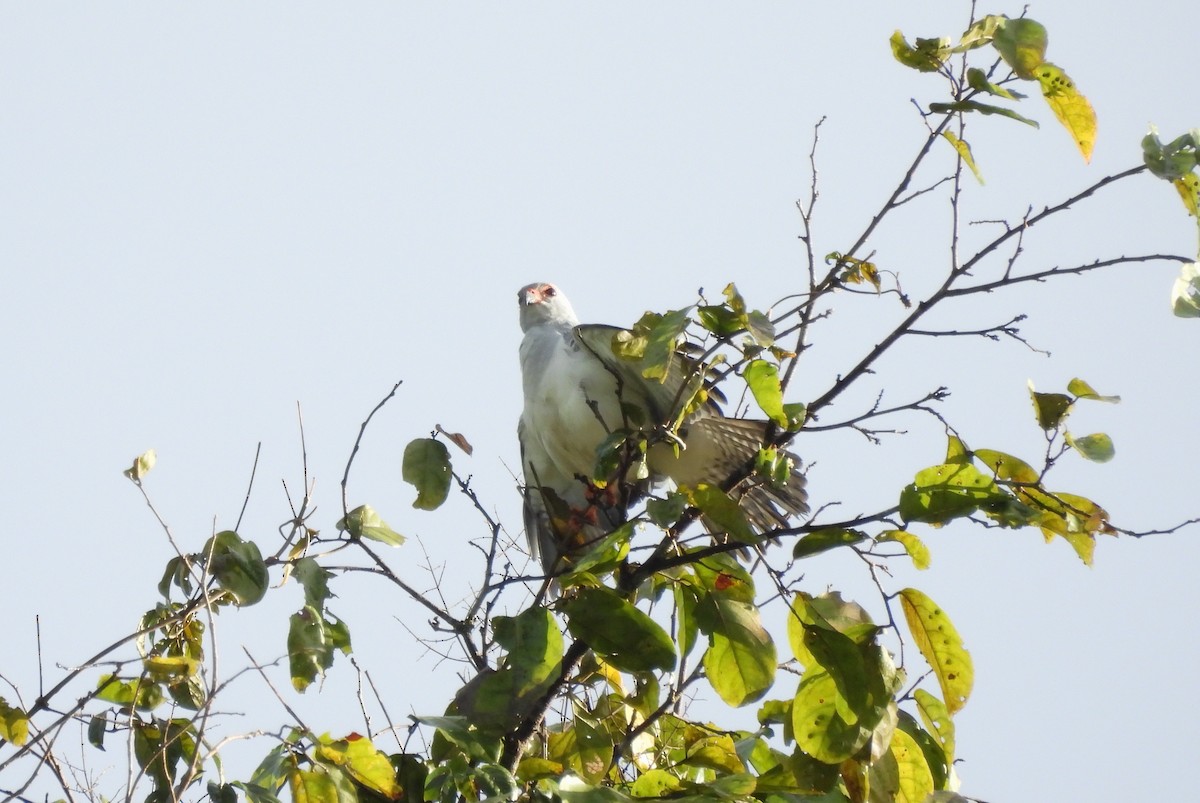 Gray-headed Goshawk - ML622498079