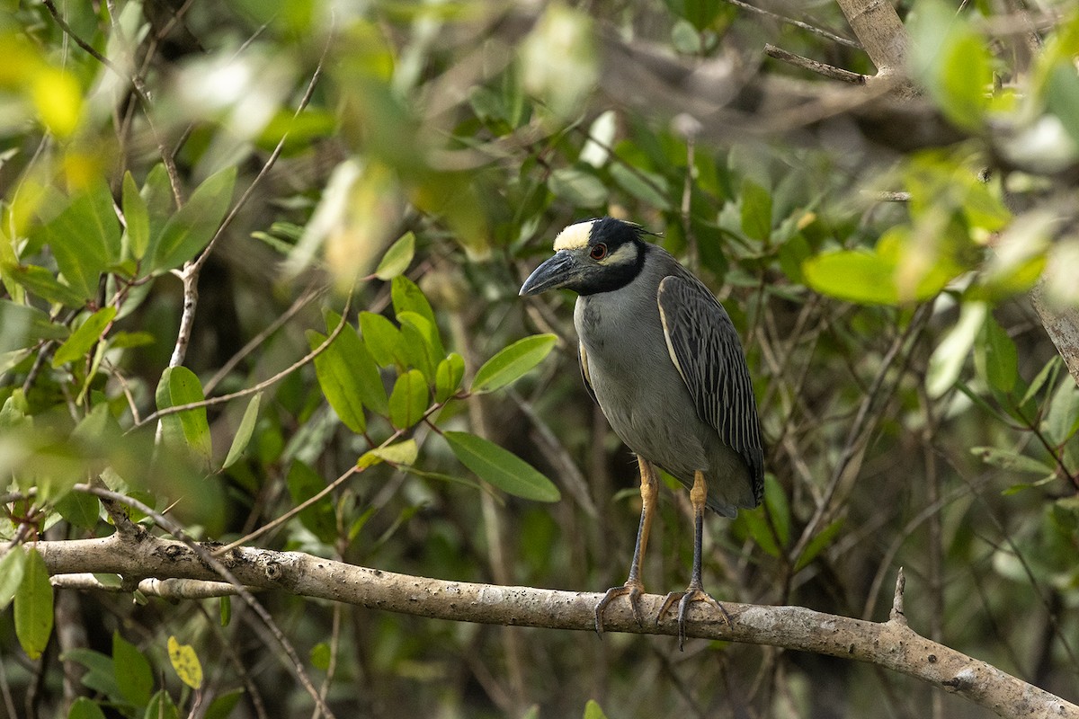 Yellow-crowned Night Heron (Yellow-crowned) - ML622498085