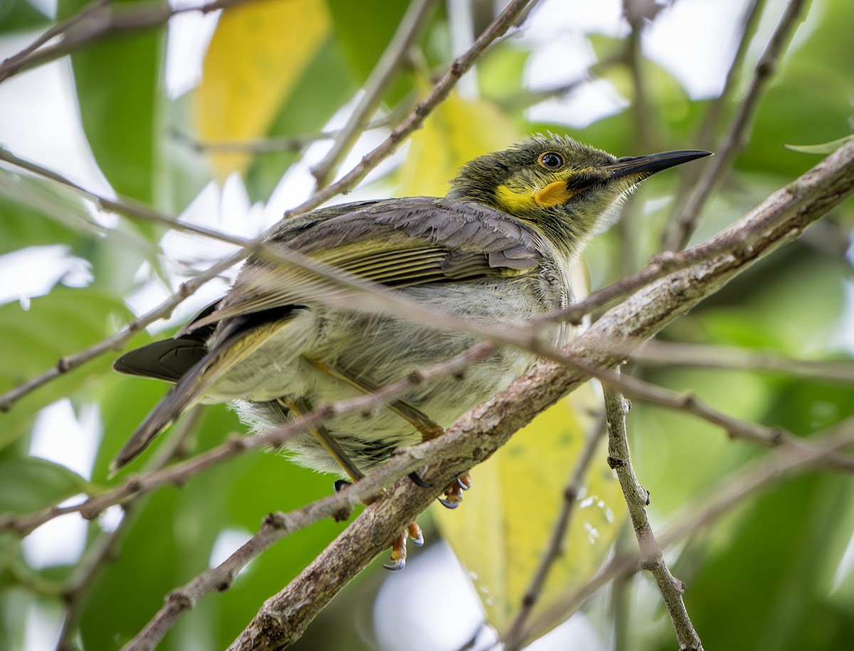 Eastern Wattled-Honeyeater - ML622498088