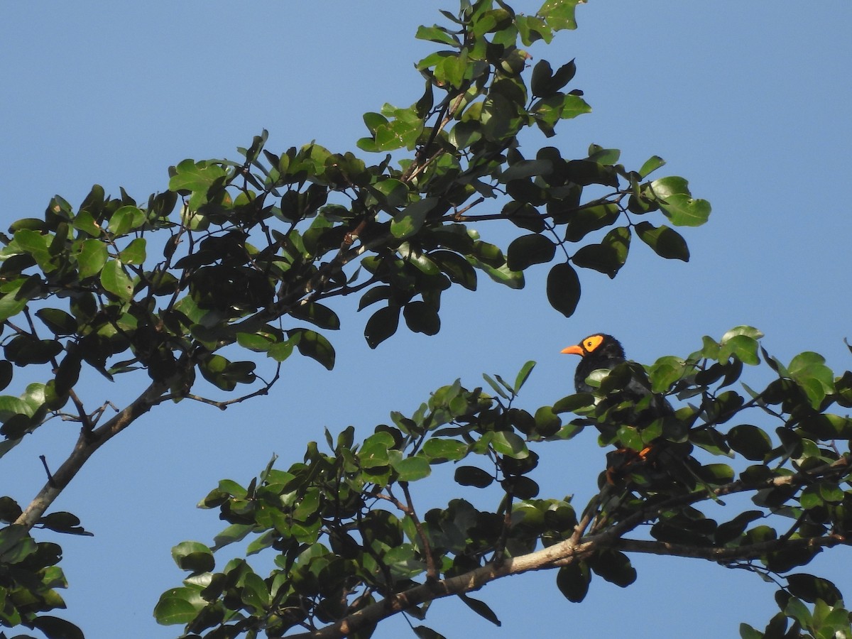 Yellow-faced Myna - ML622498090