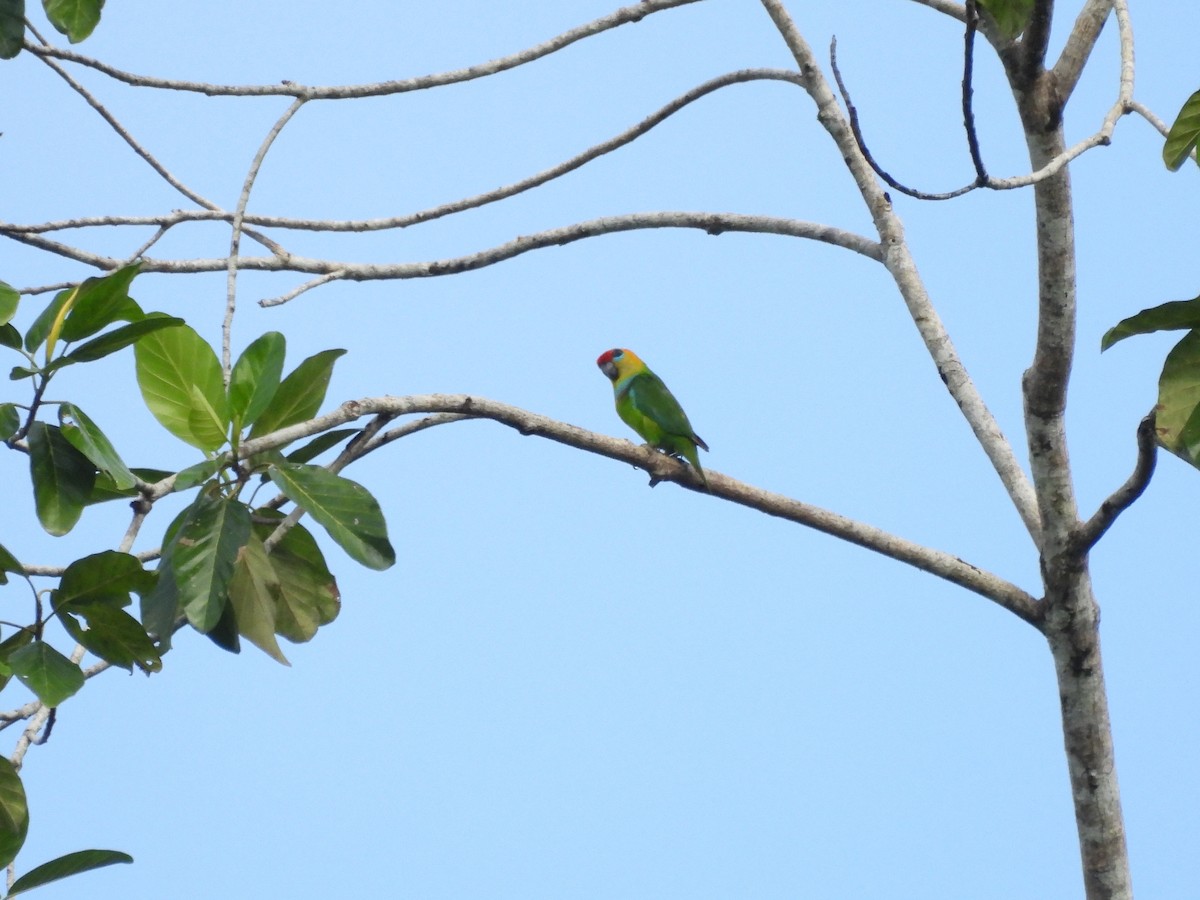 Large Fig-Parrot - ML622498120