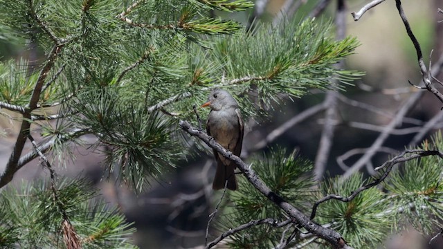 Greater Pewee - ML622498127