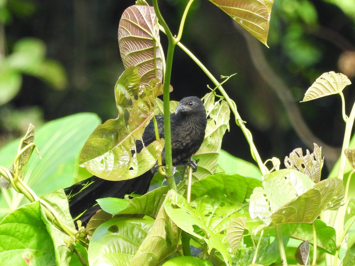 Lesser Black Coucal - ML622498177