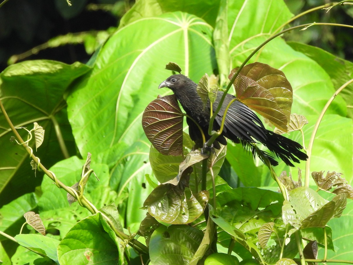 Lesser Black Coucal - ML622498182