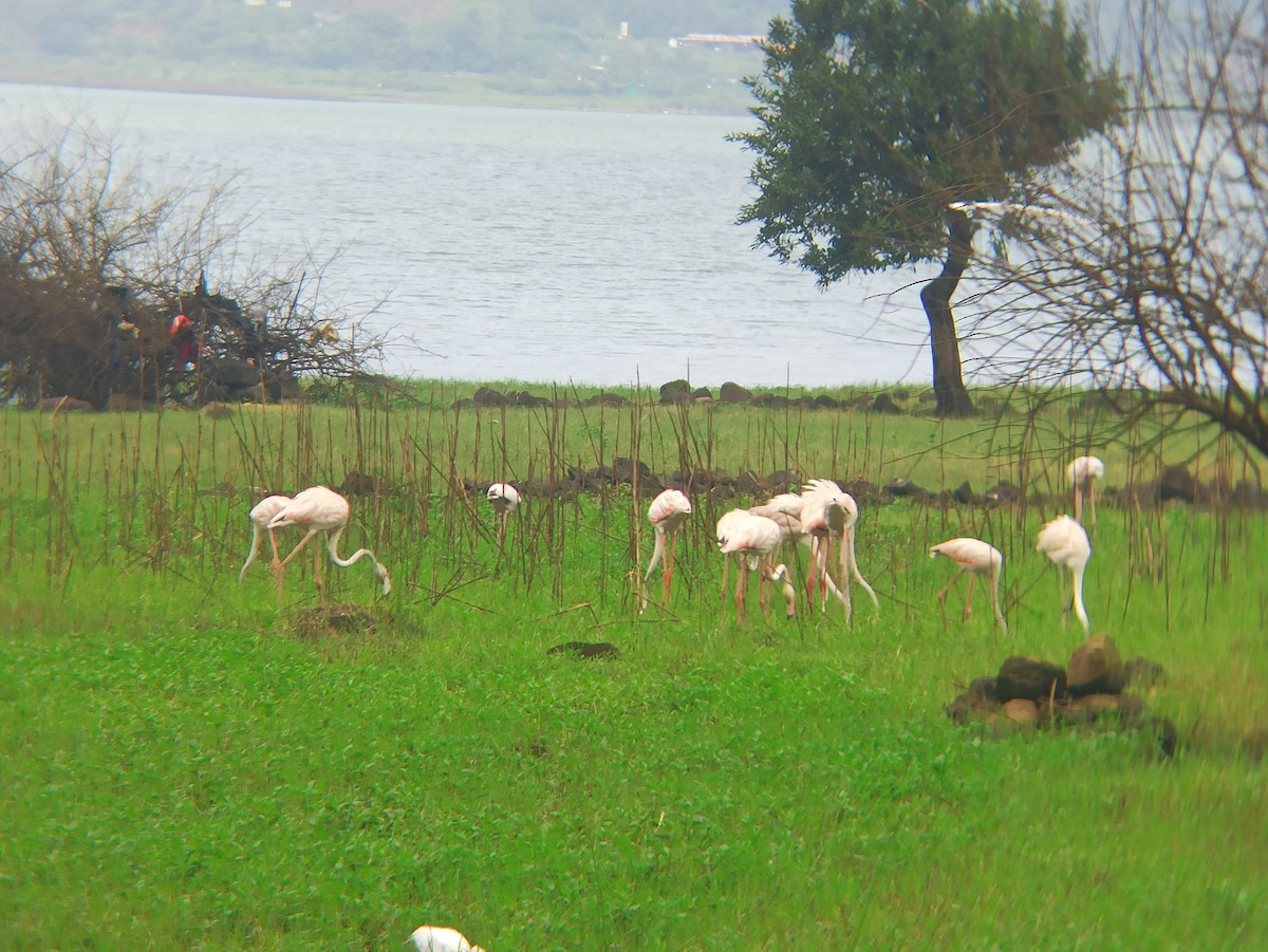 rosenflamingo - ML622498186