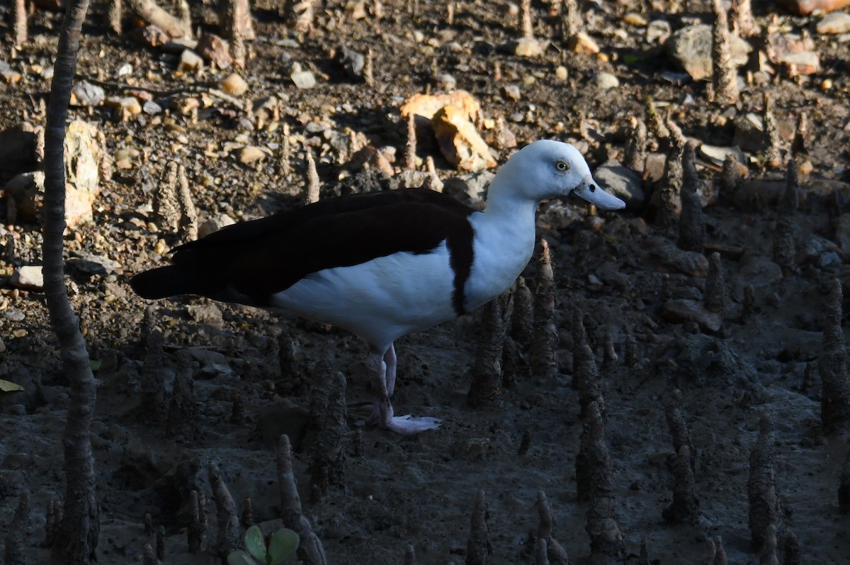 Radjah Shelduck - ML622498255