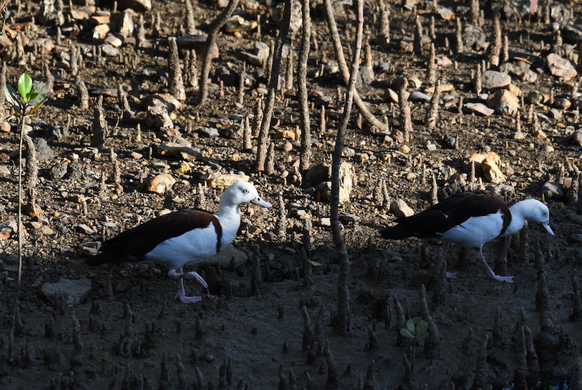 Radjah Shelduck - ML622498256