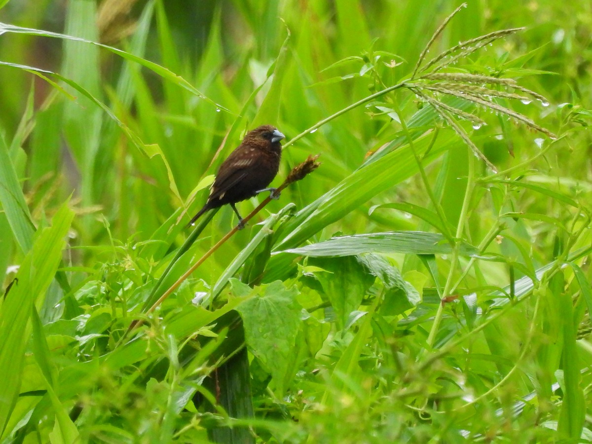 Streak-headed Munia - ML622498293