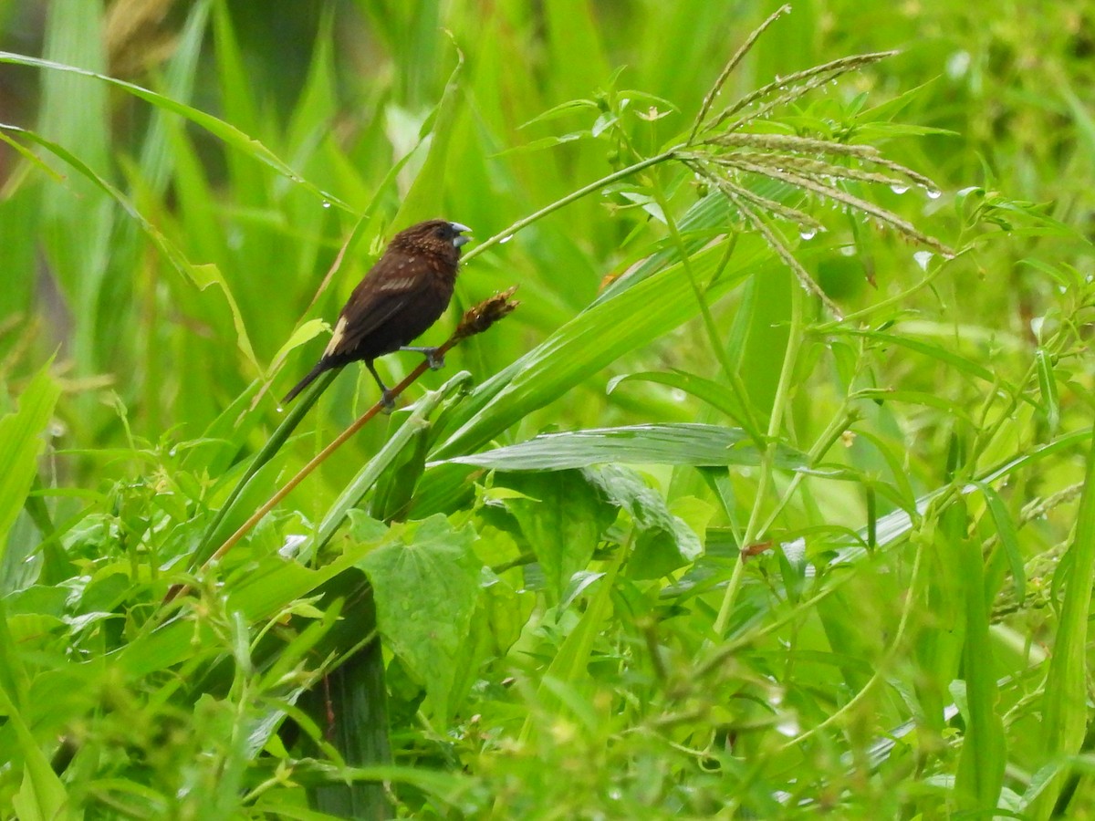 Streak-headed Munia - ML622498297