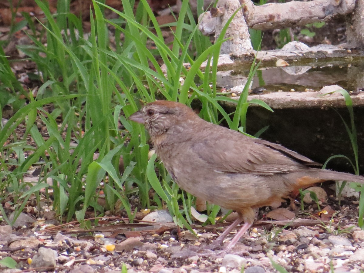 Canyon Towhee - ML622498376