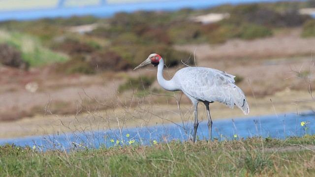 Grulla Brolga - ML622498442