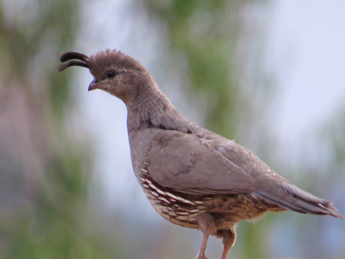 Gambel's Quail - ML622498447