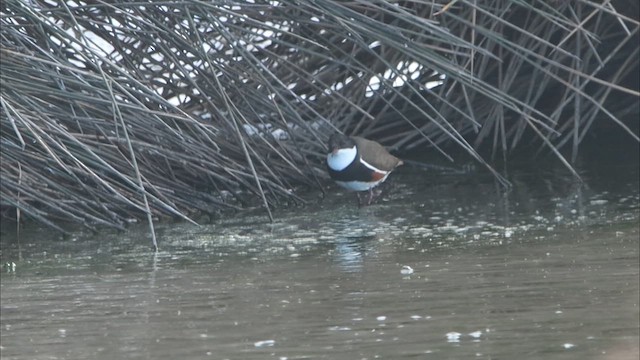 Red-kneed Dotterel - ML622498460